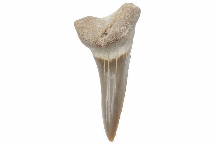 Fossil Ginsu Shark (Cretoxyrhina) Tooth - Kansas #219177